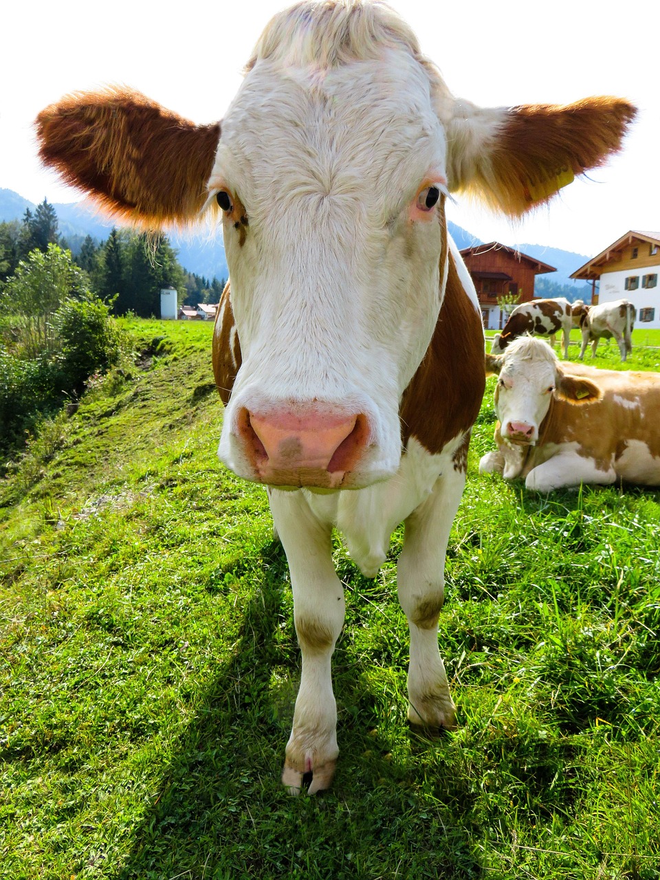 animal, cow, cattle, farm yard, agriculture, pasture, grass, nature, farm animal, beef, meadow, ruminant, milk cow, alm