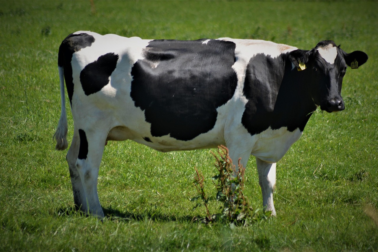 cow, black-and-white, animal, agriculture, farm yard, bovine, pasture, nature, meadow, farm animal, cattle, rural, milk cow, spotted, domesticated, milk, grass, close up, landscape, ruminant, cow, cow, cow, milk cow, milk cow, milk cow, milk cow, milk cow