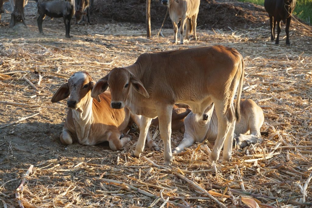 Mastering the First Impression: Your intriguing post title goes here cows, farming, livestock, farm, milk, toro, cattle raising