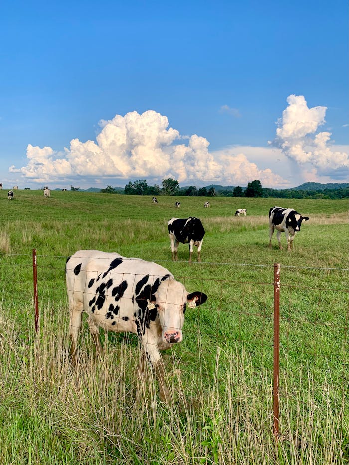 The Art of Drawing Readers In: Your attractive post title goes here Group of Holstein cows grazing in a lush green pasture under a bright blue sky.
